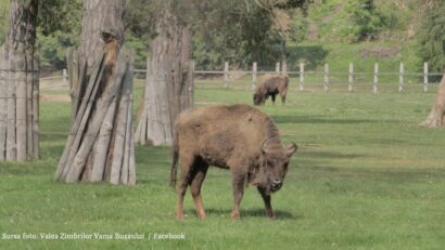 (Sursa foto: Valea Zimbrilor Vama Buzaului / Facebook)