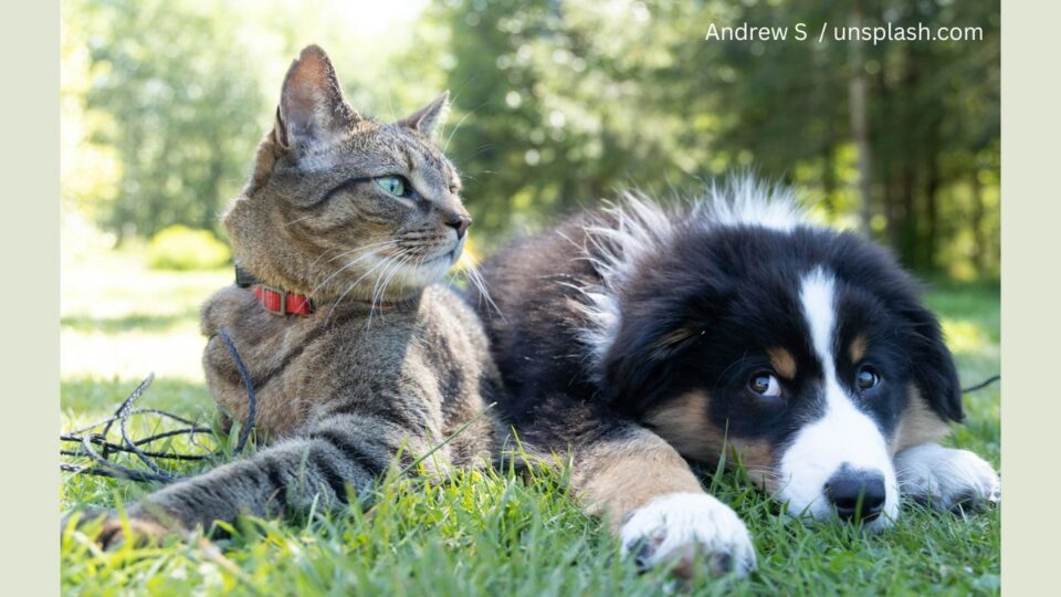 Foto: Andrew S / unspash.com