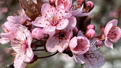 Foto: Iulia Opran/RRI