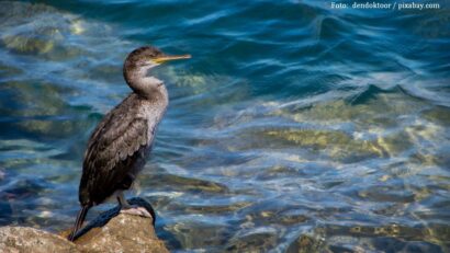Cormoran (Foto: dendoktoor / pixabay.com)