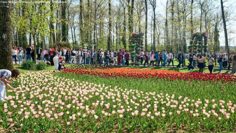 Il Festival "La Sinfonia dei Tulipani” (Foto: Comune di Pitesti / Facebook)
