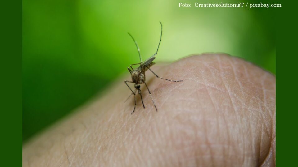 Creștere alarmantă a cazurilor de West Nile în Grecia