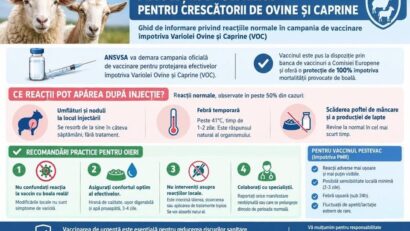 A început campania oficială de vaccinare pentru protejarea efectivelor împotriva Variolei Ovine și Caprine (sursă foto: www.facebook.com/ansvsa/)