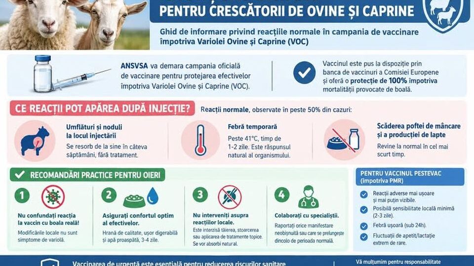 A început campania oficială de vaccinare pentru protejarea efectivelor împotriva Variolei Ovine și Caprine (sursă foto: www.facebook.com/ansvsa/)